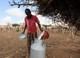 Vital camel milk ltd is among the pioneering camel milk processing companies in east african, and it has established a continental presence through partnering with retailers in different countries within the east african and south african region. Camel Milk Will Be Your Next Superfood Thanks To East Africa Quartz Africa