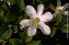 An outstanding performer in both coastal garden and harsh prairie conditions. Clematis Plantguide Radway Bridge Garden Centre