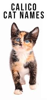 Tom from tom and jerry. Calico Cat Names 250 Great Ideas For Naming Your Calico Kitten