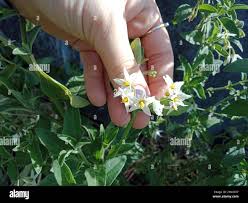 Image result for Solanum chenopodioides