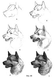 uroki risovaniya prostym karandashom i ne tolko uroki risovaniya anatomiya iskusstvo sobaki