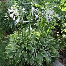 How To Grow Hosta In Florida