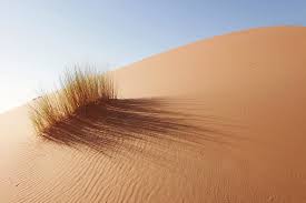 100+ vectors, stock photos & psd files. Grass In Sahara Desert Merzouga By Tunart