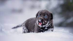 Hd katten wallpapers en foto s witte katten katten en kittens dieren mooi. Achtergronden Bureaublad Puppy Retriever Honden Leuk Zwart 1920x1080