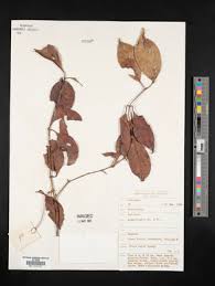 Image result for Garcinia huillensis