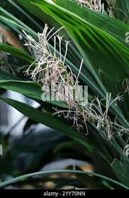 Image result for Dracaena aubryana
