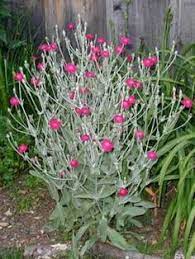 We did not find results for: 7 Best Lambs Ear Plant Ideas Perennials Flower Garden Garden Plants