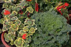 Free shipping on orders over $25 shipped by amazon. Ornamental Cabbage And Kale Wisconsin Horticulture