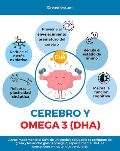 Sabías que, a medida que los humanos comenzamos a incluir pescados y  mariscos en nuestra alimentación, la materia gris en la corteza cerebral  comenzó a expandirse y el tamaño del cerebro aumentó,