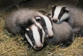 European Badger Facts Habitat Diet Baby Pictures