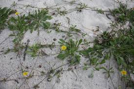 Image result for Launaea rarifolia