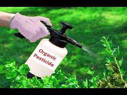 Garlic oil garden bug spray. 4 Homemade Organic Pesticide Every Gardener Must Know Youtube Organic Pesticide Organic Fruit Trees Natural Pesticides