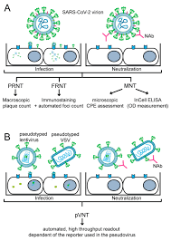 Image result for Neutralization Test