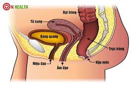 Nội soi trực tràng là một bước cực kỳ quan trọng trong việc phát hiện, chẩn đoán những vấn đề mà trực tràng đang gặp phải. Kham Trá»±c Trang á»Ÿ Ä'au Tá»'t Sieu Am Ná»™i Soi Trá»±c Trang Háº­u Mon