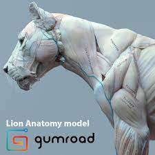 Long bone anatomy by mcscole. Artstation Lion Anatomy Maria Panfilova