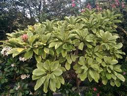 Simon Goodwin On Twitter Plumeria Variegated Frangipani Gardensbythebay Really Is A Variegated Plant Paradise Http T Co Jtpxfc1we2