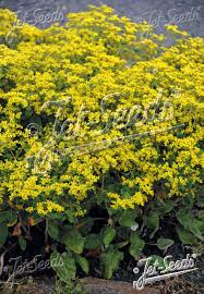 Image result for Grona stolzii