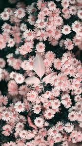 Customize your homescreen with your own aesthetic. 50 Beautiful Flower Wallpapers For Iphone Free Download