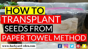 The best time to transfer seeds that are germinating in paper towels into soil is when you first see that little root tip making an appearance. How To Transplant Seeds From The Paper Towel Method Backyard Eden Sustainable Urban Homestead Youtube