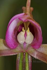 Image result for Disperis