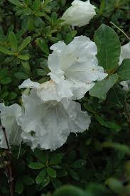 Gumpo White Azalea Rhododendron Gumpo White At Meadows Farms Nurseries Azalea Flower White Azalea Azaleas