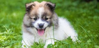 Some reasons behind puppies breathing fast are quite obvious the first and easiest explanation for puppies breathing fast is the fact that puppies naturally have a. Puppy Breathing Fast Should You Be Worried My Pet Needs That