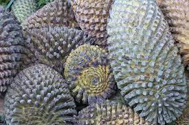 Image result for Encephalartos schmitzii