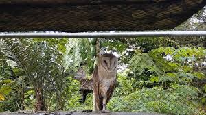 Burung Hantu Serak Jawa Jadi Sahabat Petani Di Cangkringan Sleman Halaman 3 Tribun Jogja