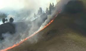 Burung elang vs macan tutul lihat juga video kami yang lain. Macan Dan Elang Terancam Akibat Kebakaran Di Bromo