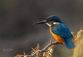Common Birds Of West Texas Common Kingfisher Beauty Of Birds Many Thanks For Your Visit And All The Very Appreciated Comments Common Kingfisher Kingfisher Bird
