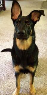 Because this breed can have joint issues, keep your shepherd at a healthy weight. German Shepherd Rottweiler Mix Breed Info Characteristics And Pictures Animalso
