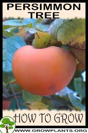 Adding 2 persimmon trees this winter, looking at a coffee cake and chocolate to pollinate. Persimmon Tree How To Grow Care