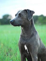 They go home at 8 weeks of age utd on age appropriate shots, dewormer, veterinarian checked, micro chipped, potty training to a doggy door beginning at 5 weeks of age, puppy food(purina pro plan lamb and rice formula), blanket with litter scent, tick flea. Blue Lacy Wikipedia