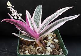 Image result for Ledebouria Unidentified sp. no6.
