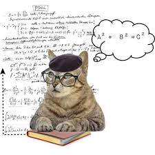 Math Cat Google Search Math Cats Cats Animals