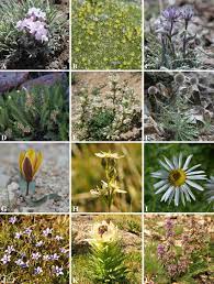 Endemic species are plants and animals that exist only in one geographic region. Some Remarkable Rare And Altai Mountain Endemic Plants Found In Download Scientific Diagram