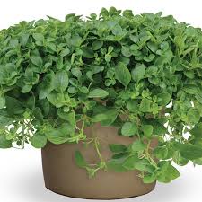 Image result for Origanum