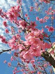 Cherry blossom trees in iowa. Cherry Trees Symbolize Friendship Beauty