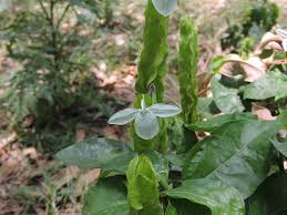 Image result for Ecbolium hastatum