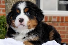 The bernese mountain dog (german: 30 Cute Bernese Mountain Dog Puppies Fallinpets
