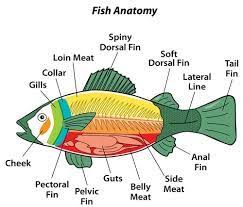 Image Result For Fish Anatomy Diagram Fish Anatomy Anatomy Fish