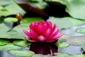 Wondering what the indonesian word for teratai is? Wallpaper Bunga Teratai Flower Flowering Plant Aquatic Plant Plant Sacred Lotus Petal Lotus Family Lotus Water Lily Botany 1854632 Wallpaperkiss