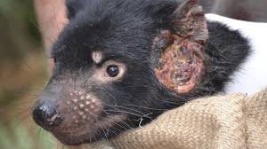 The tasmanian devil is the world's largest surviving carnivorous marsupial. Tasmanian Devils Adapting To Coexist With Cancer Bbc News