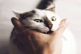 So, why does your bengal cat attack you? Why Does My Normally Sweet Cat Attack Me Traveling With Your Cat