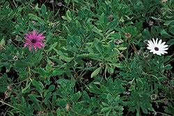 Image result for Osteospermum monocephalum
