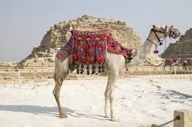 Dumb question, but did you check out the document before trying to edit? 2 493 Camel Walk Photos Free Royalty Free Stock Photos From Dreamstime