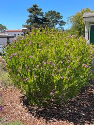 Image result for Polygala petitiana