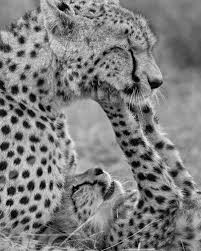 Black And White Cheetah Photography Awesome Black And White Animal Image Animals Cheetah Cubs Animals Beautiful