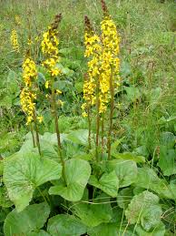 Image result for Ligularia sibirica