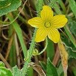 Image result for Cucumis ficifolius